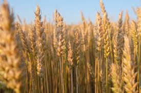Some wheat