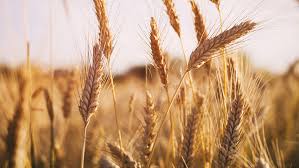 Thick stalks right here