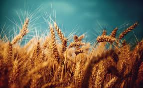 Loads of wheat in a photoshoot